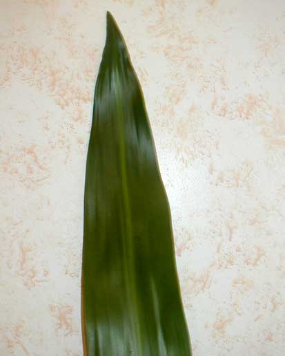 Drascena Verde