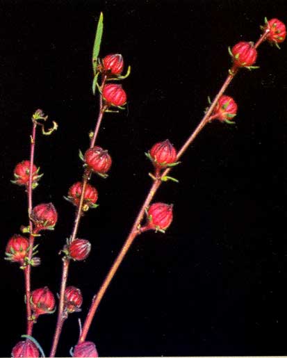 Hybiscus Sabdariffa <br />
					Vinagreira / Hibiscus <br />
  					Ano Inteiro / All Year