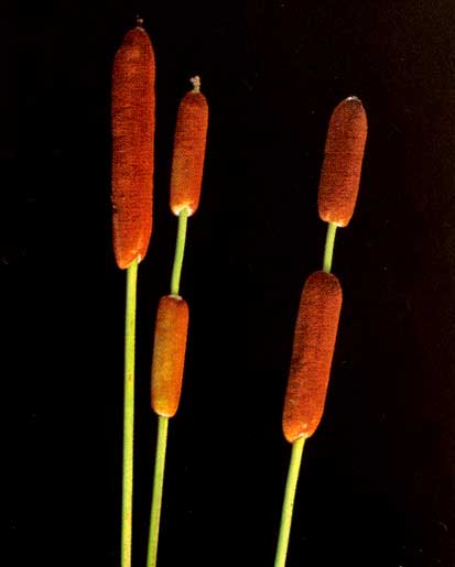 Thipha dominguensis <br />
					Taboa <br />
  					Ano Inteiro / All Year