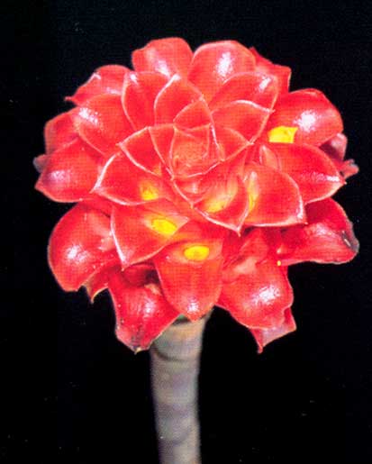 Tapeinochilos Ananassae <br />
					Tapeinoquilos / Indonesian Wax Ginger <br />
  					Ano Inteiro / All Year