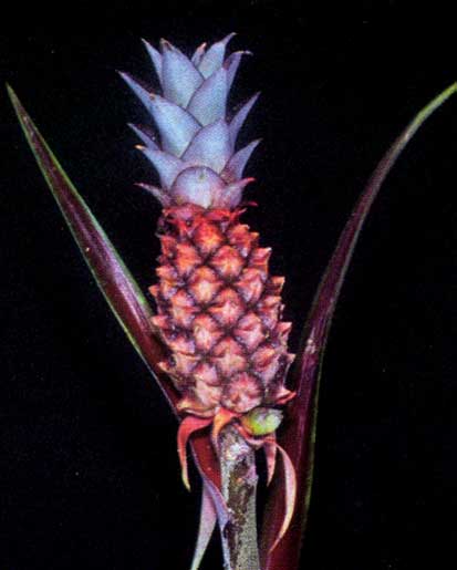 Ananas Lucidum <br />
					Ananás <br />
  					Ano Inteiro / All Year