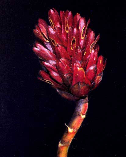 Costus Speciosus <br />
					Costus <br />
  					Ano Inteiro / All Year