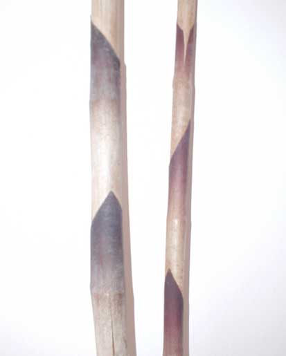 Haste de Costus <br />
					Ano Inteiro / All Year