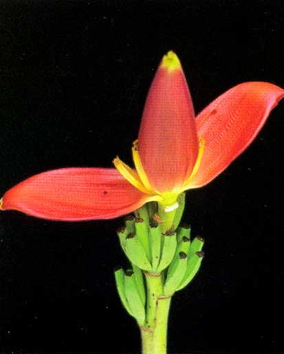 Musa Ornata  <br />
					Musa Bronze <br />
  					Ano Inteiro / All Year