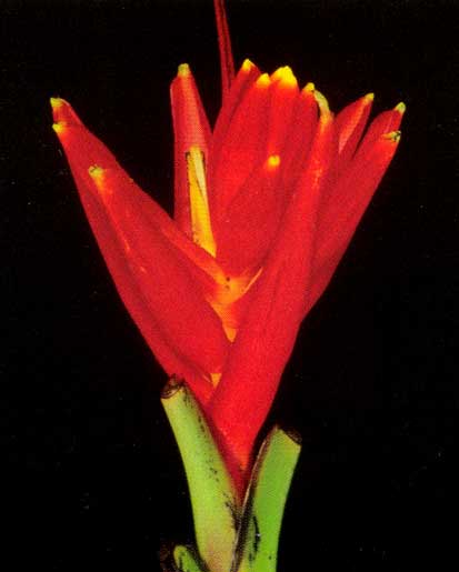 Musa Coccinea <br />
					Ano Inteiro / All Year