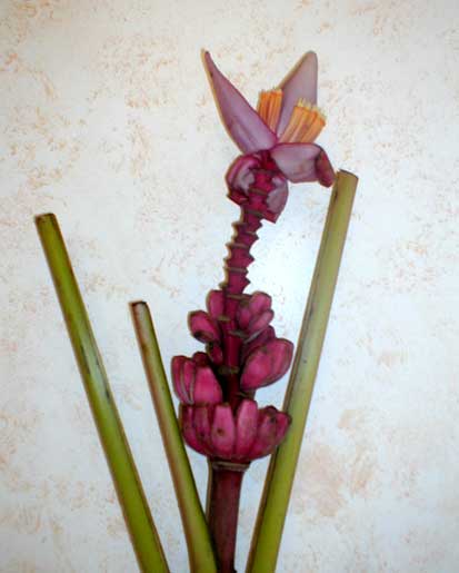 Musa Velutina  <br />
					Ano Inteiro / All Year